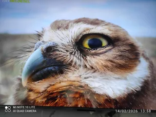 N** G.